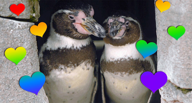 La pareja de pingüinos gays más famosa del mundo cumple 10 años juntos