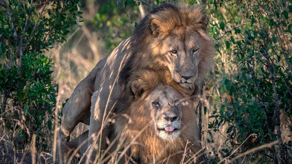 Los leones gays de Kenia desatan la homofobia en África