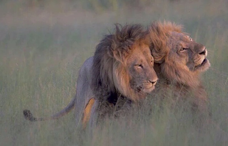 La pareja de leones “gays” que se ha hecho viral