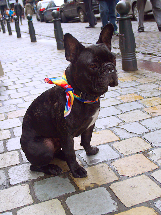 Bruselas, 20 años a la cabeza del Orgullo gay