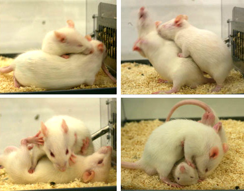 Ratas gays de laboratorio
