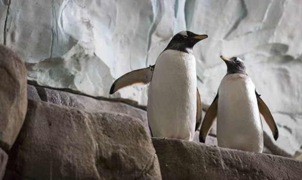 Los pingüinos “gays” que no querían separarse