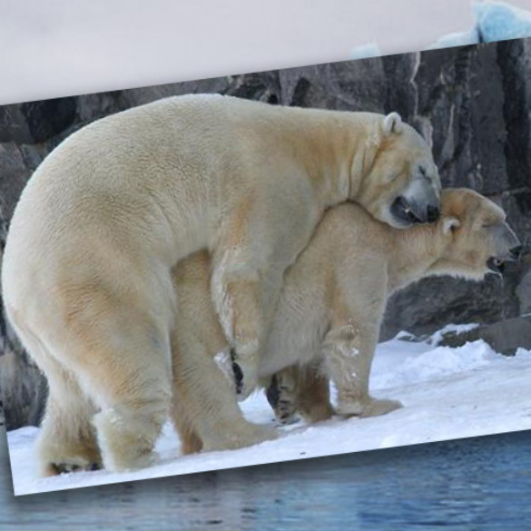 Dos osos polares practicando sexo anal provocan un drama navideño