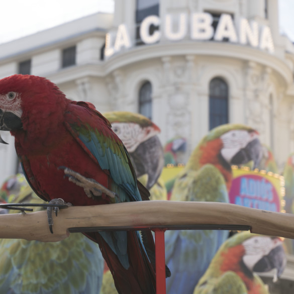 Entrevista exclusiva con Ernesto, el loro de La Cubana en 'Adiós Arturo'