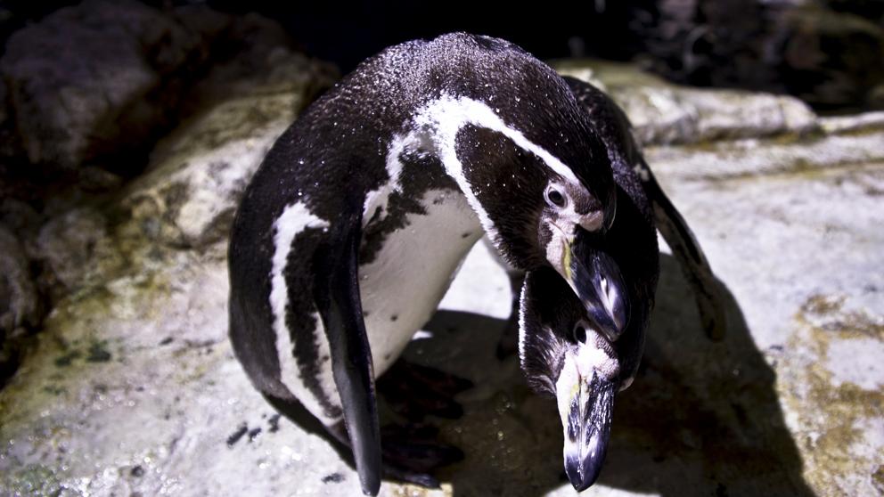 ¡Una pareja de pingüinos gays ha robado un huevo para ser padres!