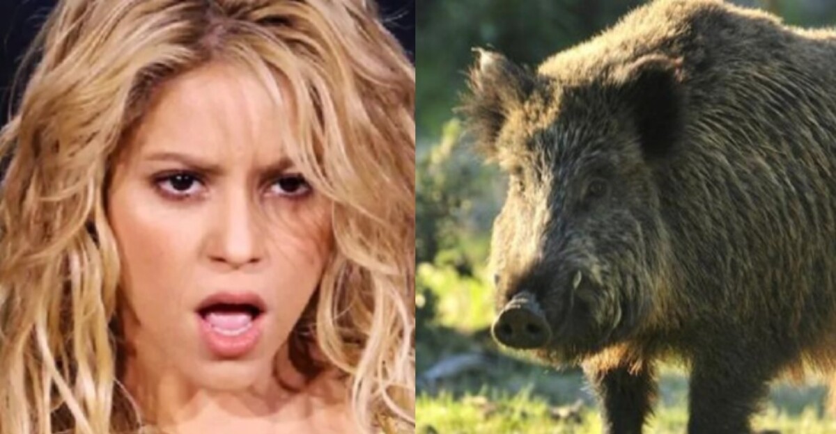 Shakira jabalí