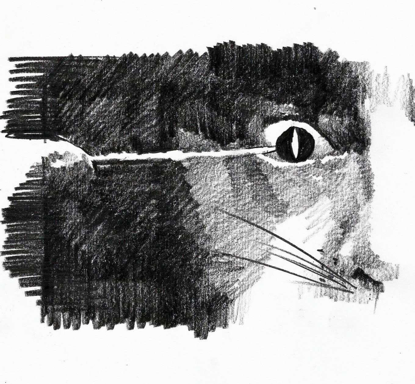 Tontheridas: "Un gato andaluz"
