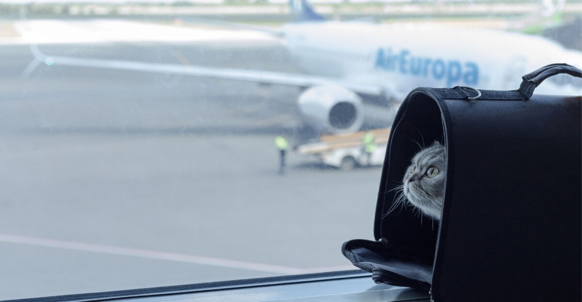 Air Europa da la bienvenida a nuestras mascotas.