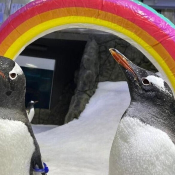 El pingüino Sphen y otras especies animales que demuestran que ser homosexual es natural