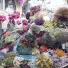 Flora, en Córdoba, es el mayor evento de arte floral y botánico del mundo.