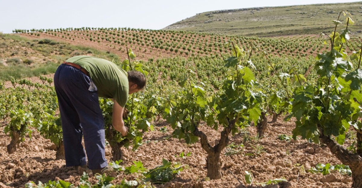 Viñedo de Protos.