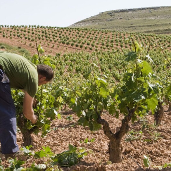 Un nuevo otoño significa una nueva añada de Protos '27: el sabor y el aroma de esta estación