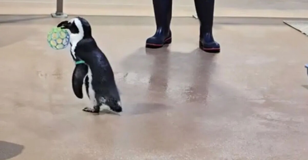 Green Bean y Randi son dos pingüinas del acuario de Kentucky