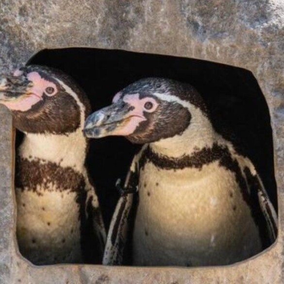 Los pingüinos gais del Zoo de Chester han sido padres