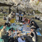 Reolindo en un parque en la época de Sakura.