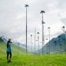 Vistas a las palmeras de cera del Valle del Cocora.