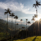 Imagen del Valle del Cocora en el Eje cafetero de Colombia.